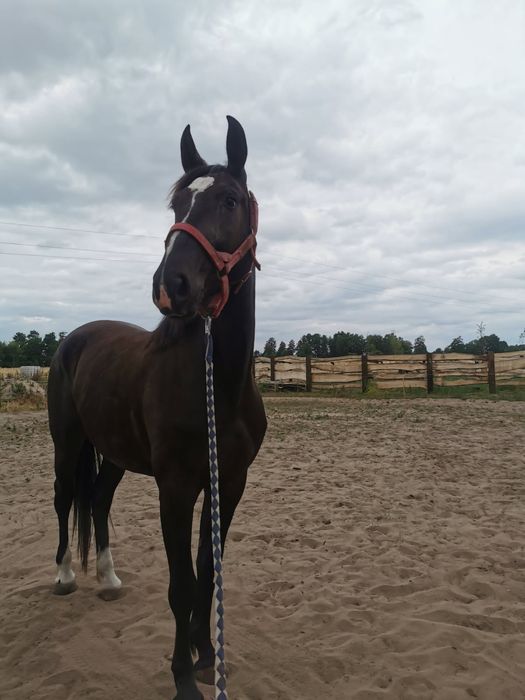 Sprzedam  Klacz 3,5 lat