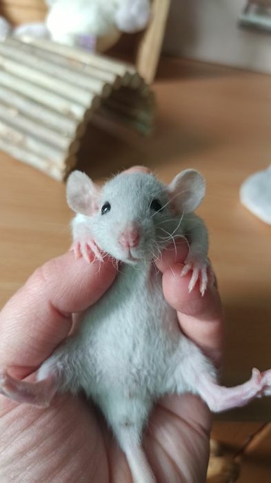 Криса дамбо Рекс, хлопчик