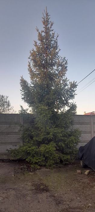 Ялинка в подарунок віддам.