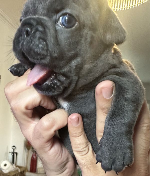 Buldogue Francês macho