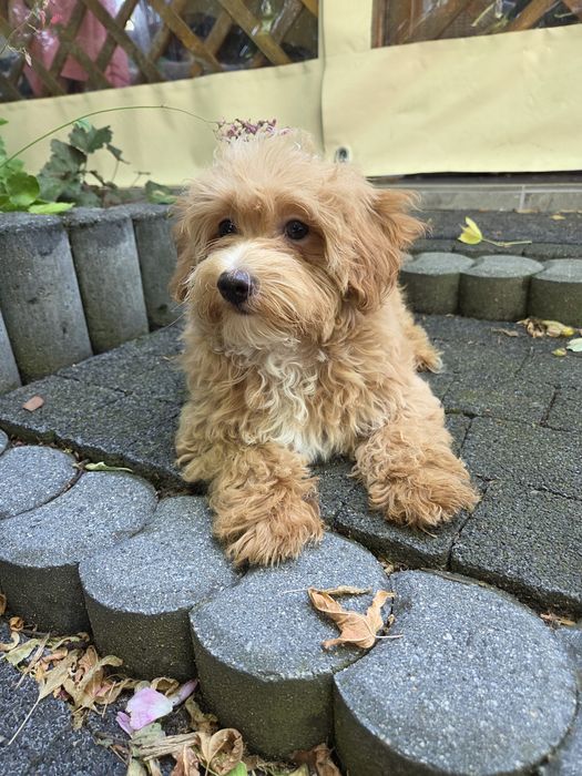 Sunia maltipoo maltańczyk & pudel