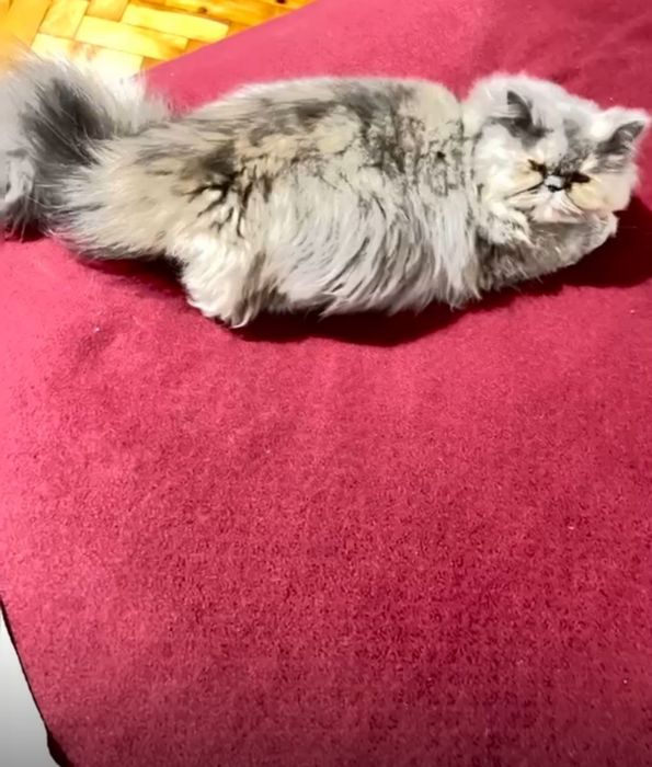 Linda Gata  Persa