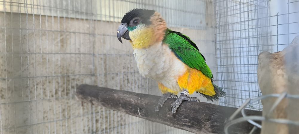 Oratrix e marianinha