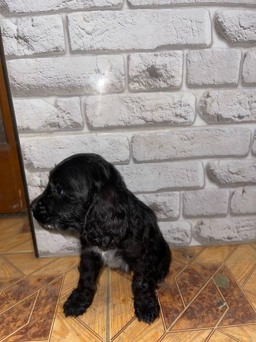 Кокер спаніель 4800 грн.