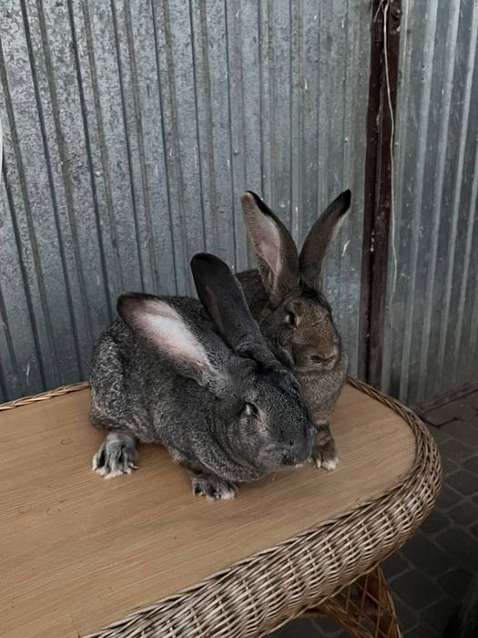 Продам кроликів.