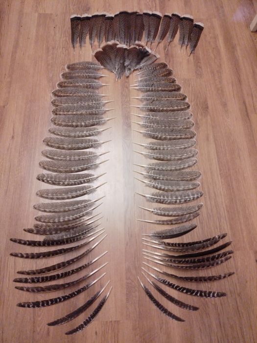 Pióra indycze  cały komplet