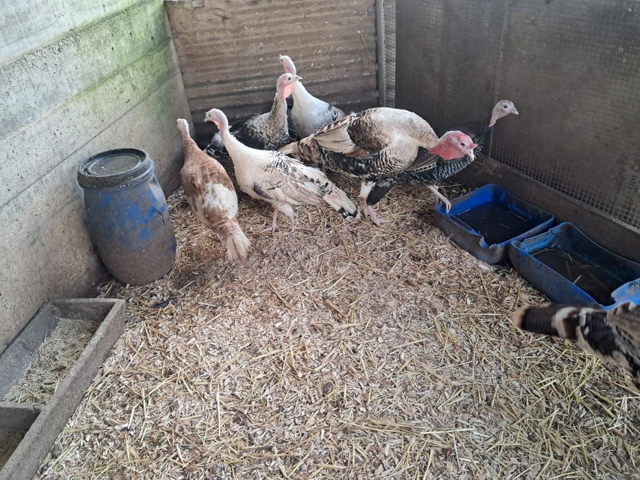 Ovos de peru galados