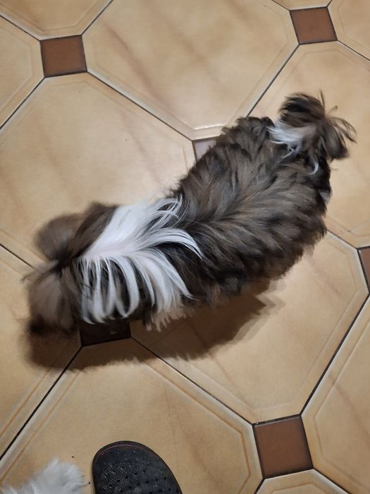 Shih_tzu piesek mały