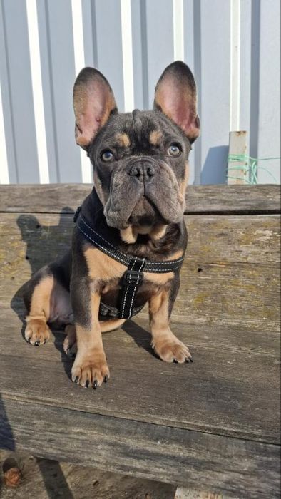 Продам цуценя французького бульдога