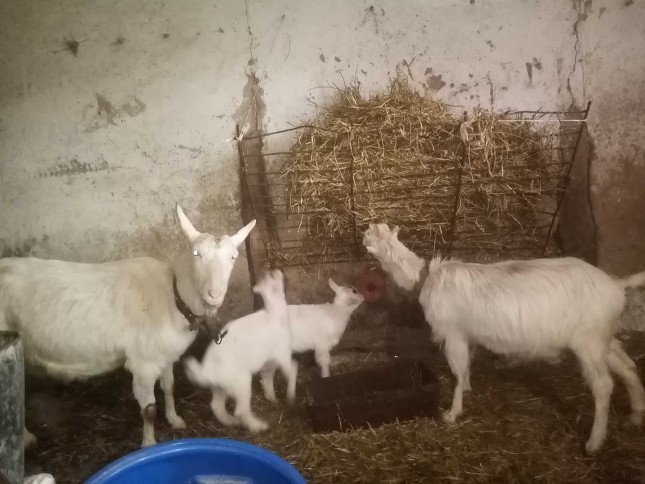 Пропоную козликів