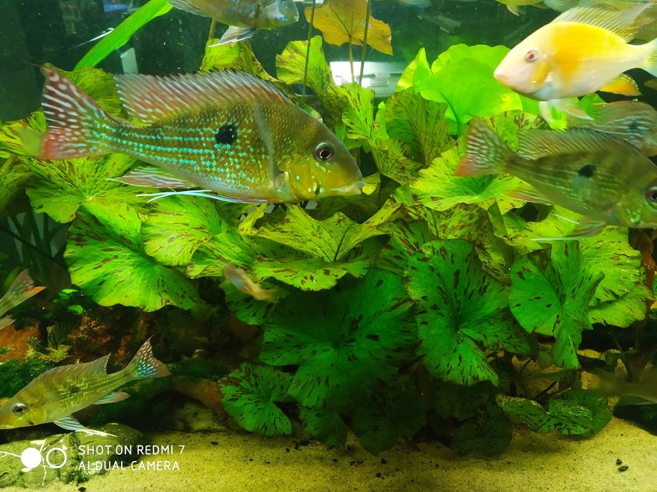 Lotos tygrysi zielony