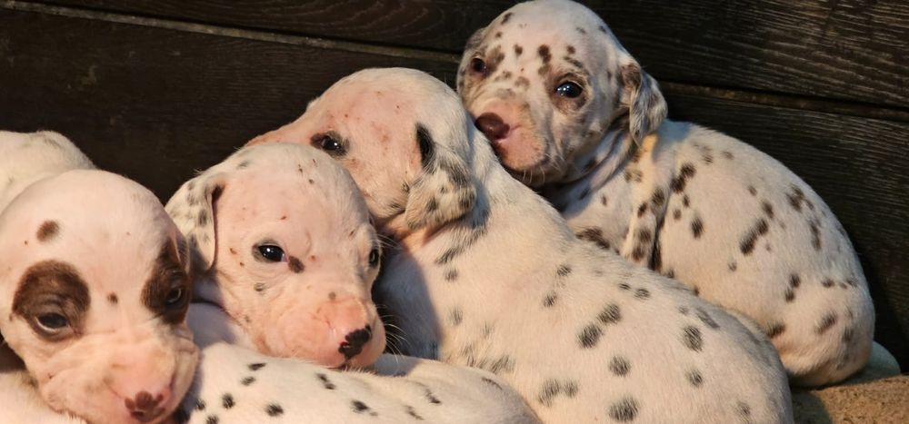 Dalmatyńczyk - szczeniak