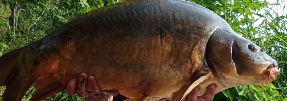 Karpie 90 cm + 12kg +