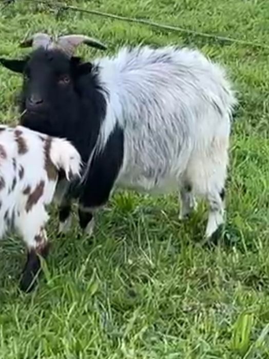 Vendo cabrito  com 4 anos