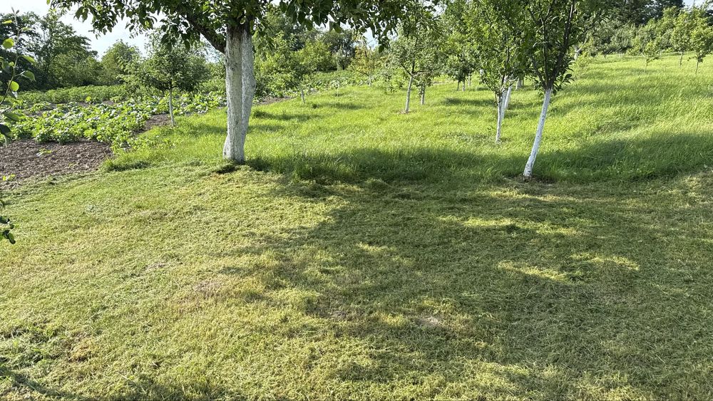 Покос трави, підрізка кущів, догляд за деревами