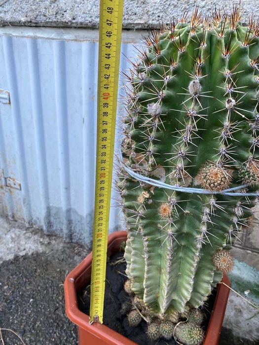 продам кактус ехінопсіс гострогранний