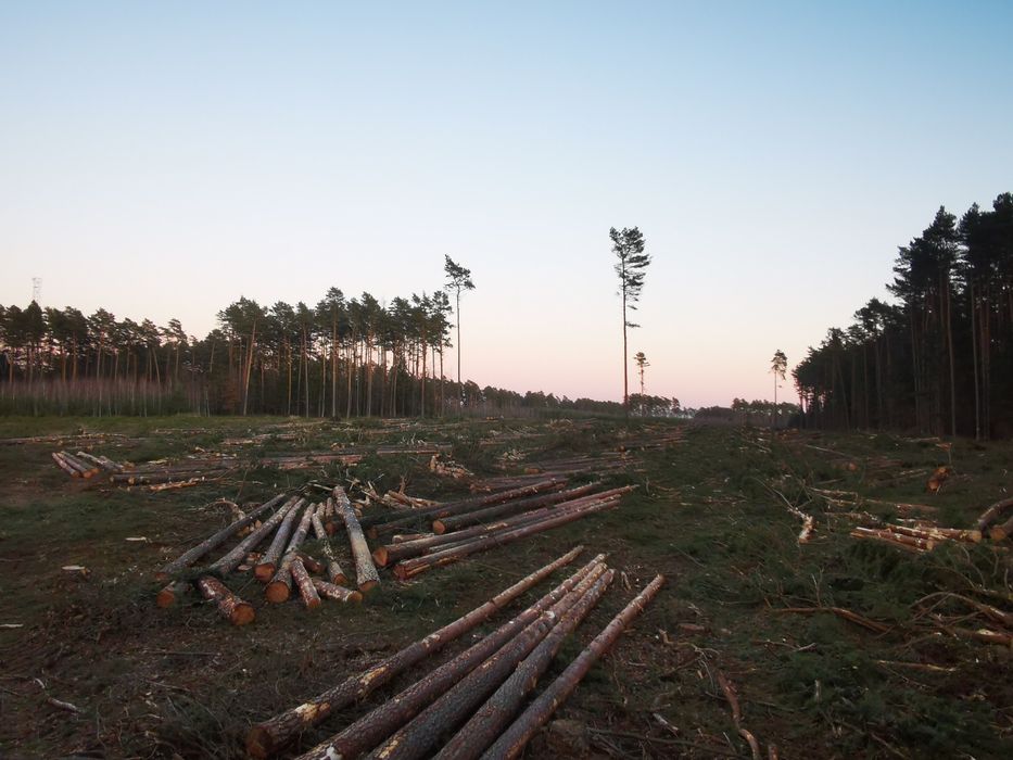 Mulczerowanie, rekultywacja gruntów,wycinka,  wycinka pod inwestycje