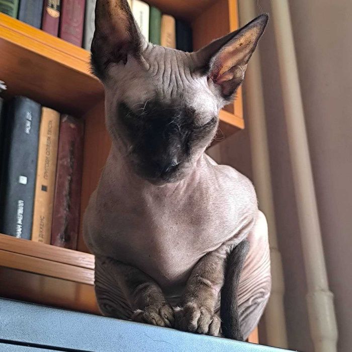 Вязка кота, канадский сфинкс, 1,6 мес.