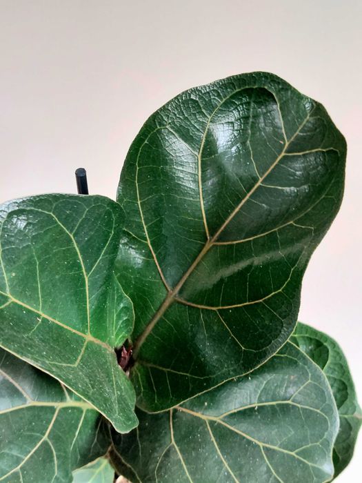 Planta Ficus lyrata Bambino