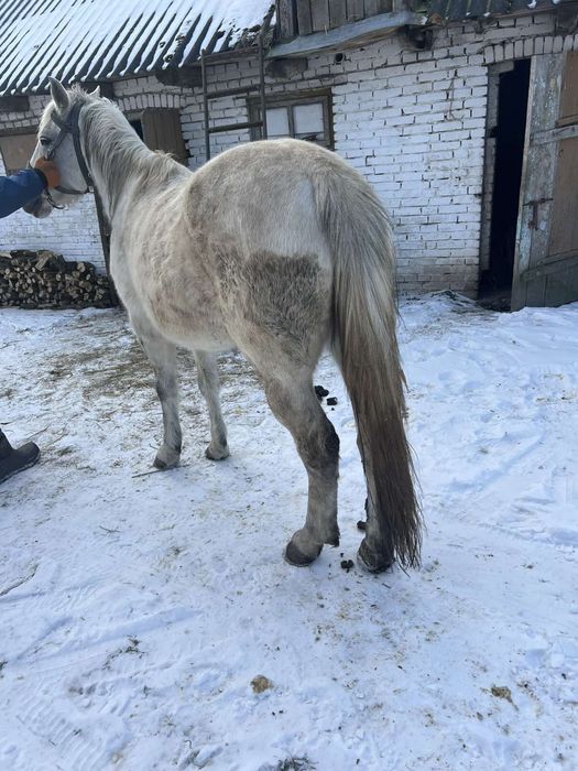 Продам кобилу робоча