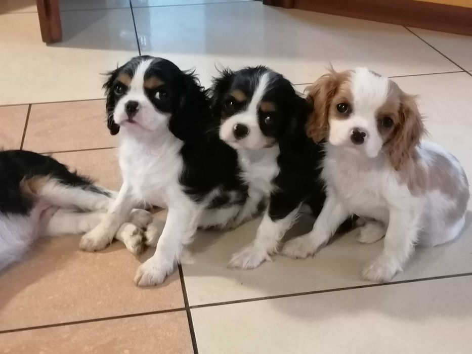 Cavalier King Charles Spaniel chłopczyk z RODOWODEM