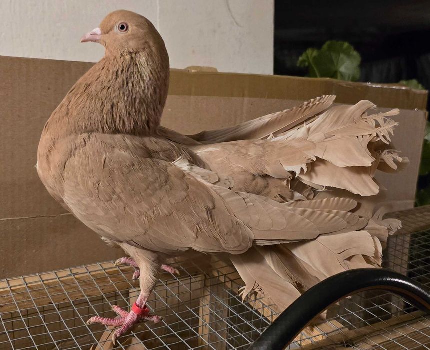 Gołębie Pawiki na Sprzedaż