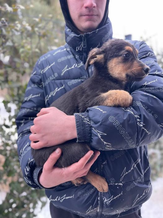 Щенята щукають дім