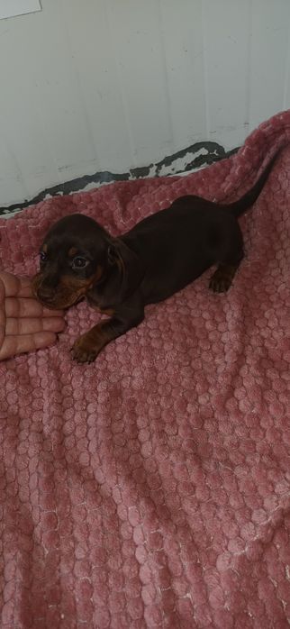 Teckel miniatura macho chocolate