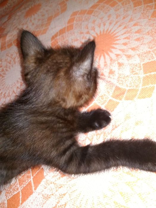 Бесплатно отдаем котят от шотландской вислоухой кошки