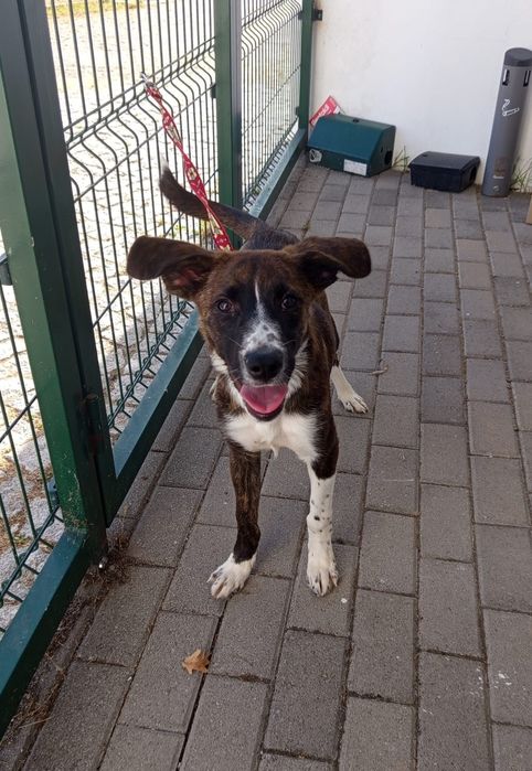 Cadelinha de 5 mesinhos para adopção responsável