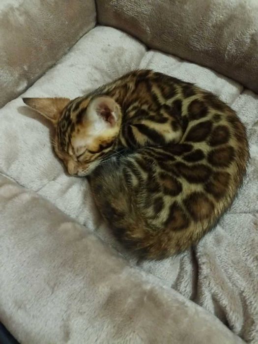 Яскраві і чемні бенгалята BENn24