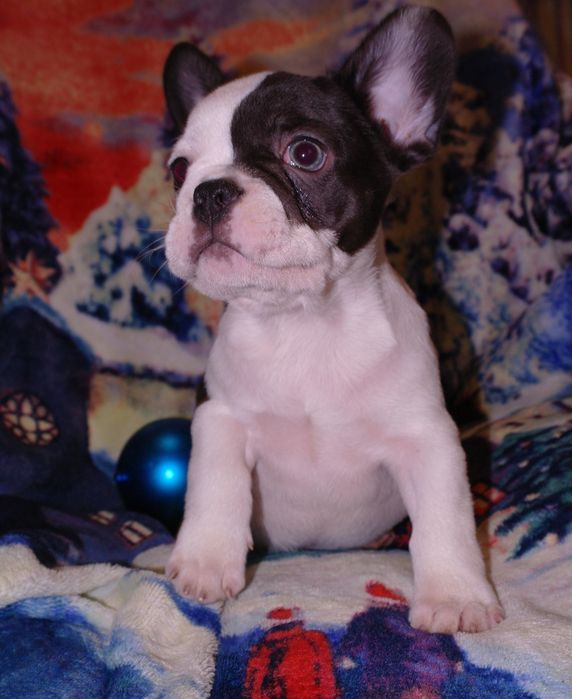 Новогодние подарочки)