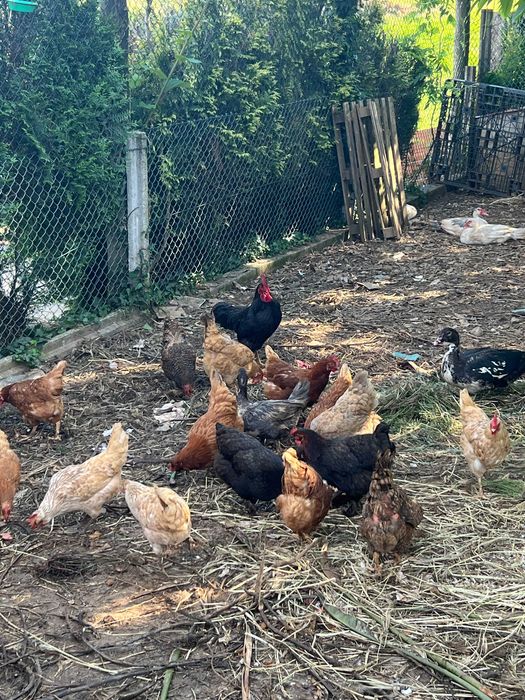 Patos mudos e Galinhas