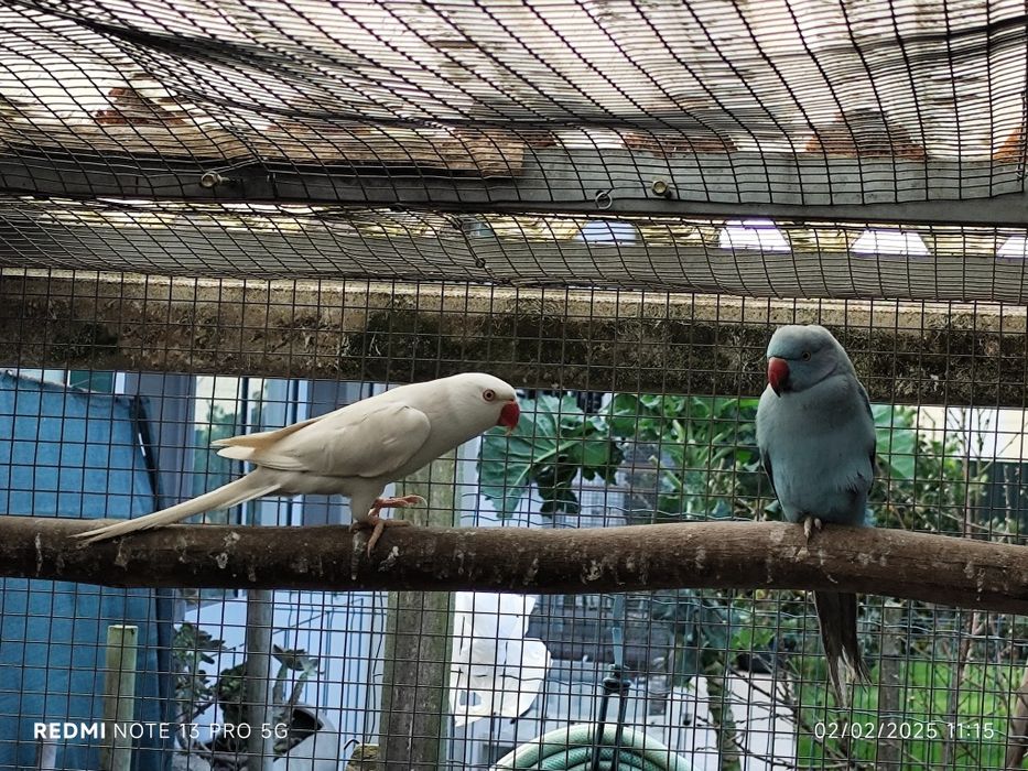 4 ringnecks para cedência três fêmeas e 1 macho.