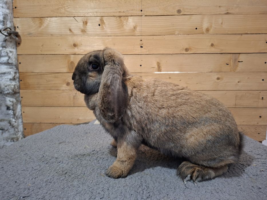 Samica francuski barana Madagaskar