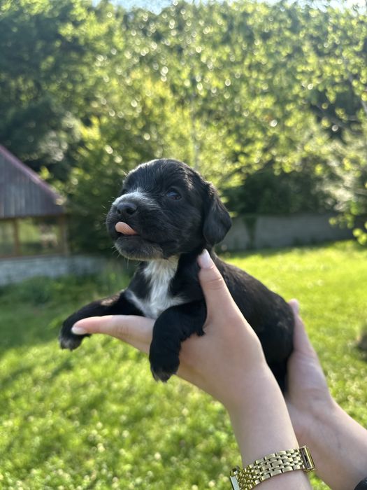 Цуценята кокер спанієлі