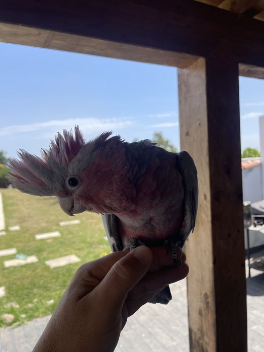 Catatuas gallah muito bonitas para acabar de criar à mão