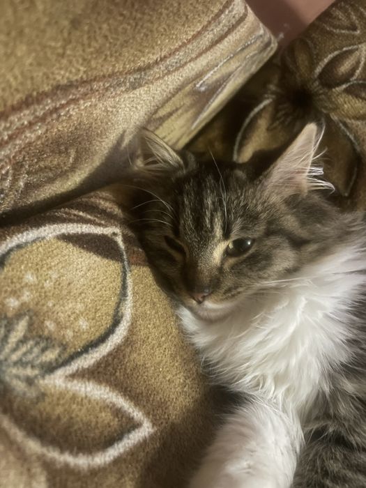 Кішечка киця котик