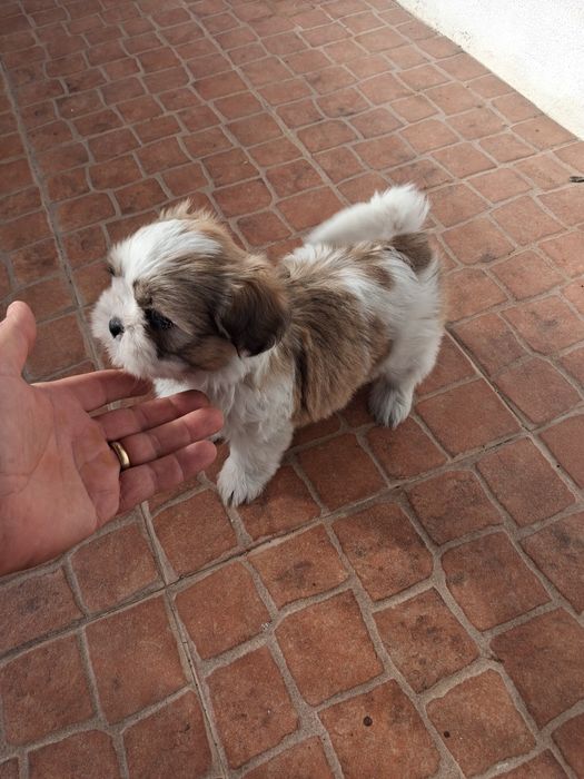 Shih tzu ( fêmea)