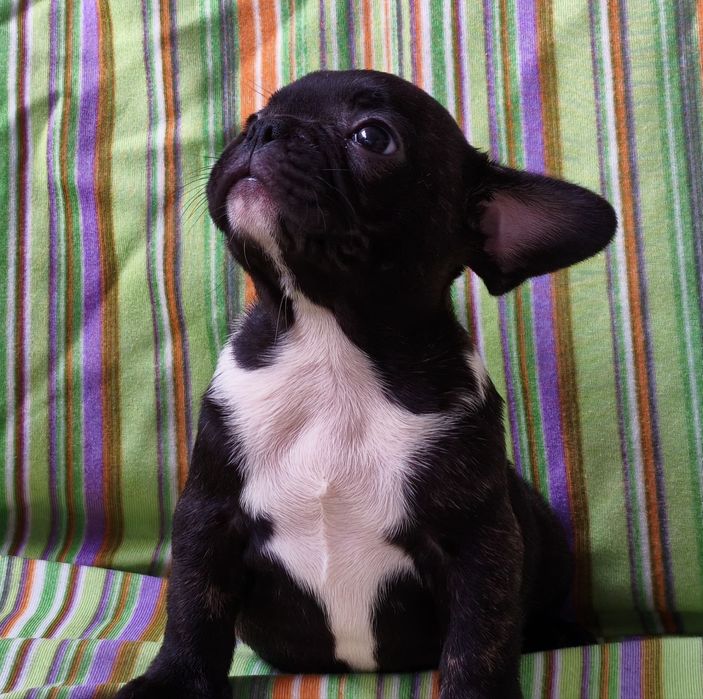 Macho bulldog francês