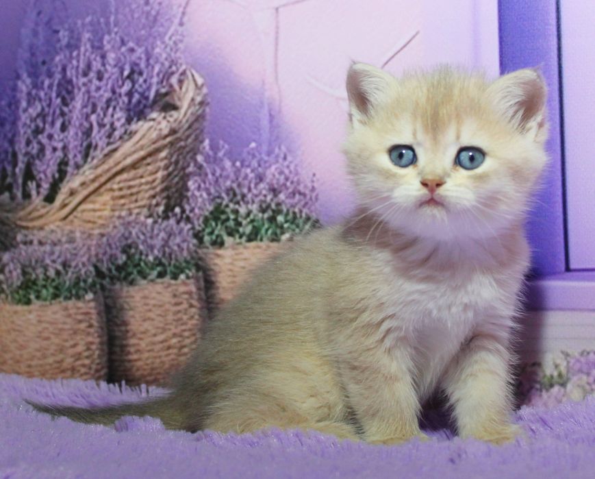 Нестор - голубе золото шукає родину