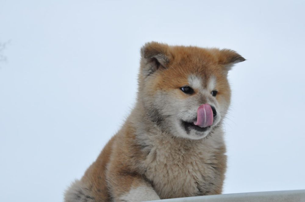 Акіта іну купити Івано Франківськ