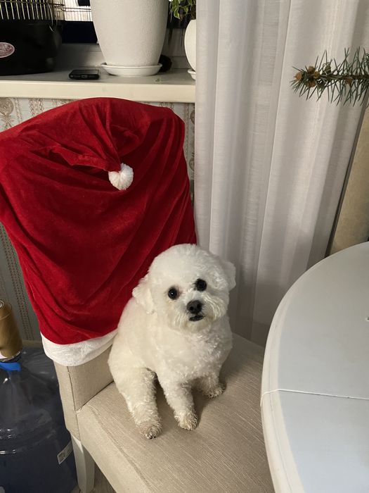 Вязка Бішон фрізе