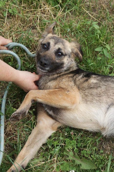 Wyjatkowa suczka do adopcji
