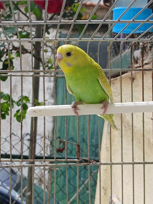 Lindos Piriquitos