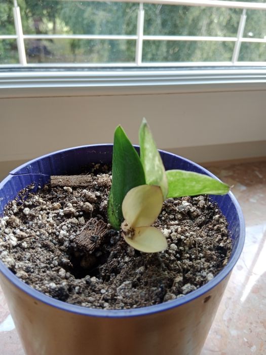 Zamioculcas variegata.