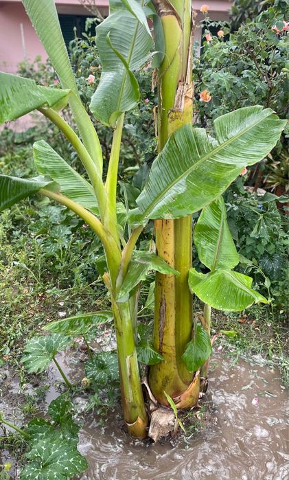 bananeira -planta