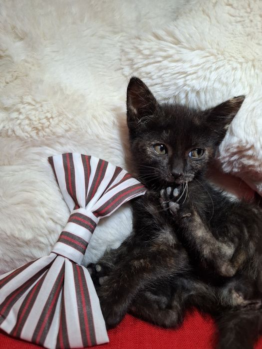 Gatinhas com 2 meses para adoção