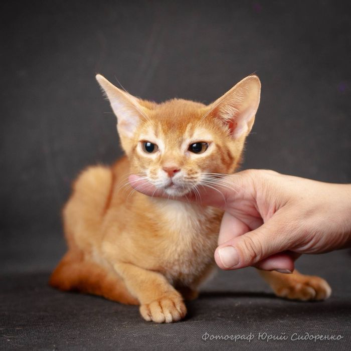 Кошеня дівчинка сорель окрас