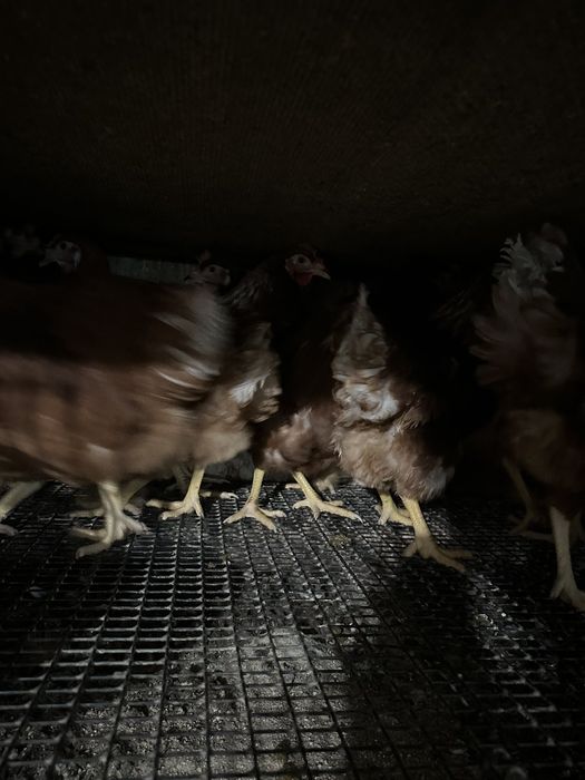 Ломан-Браун, 5,5 місяці